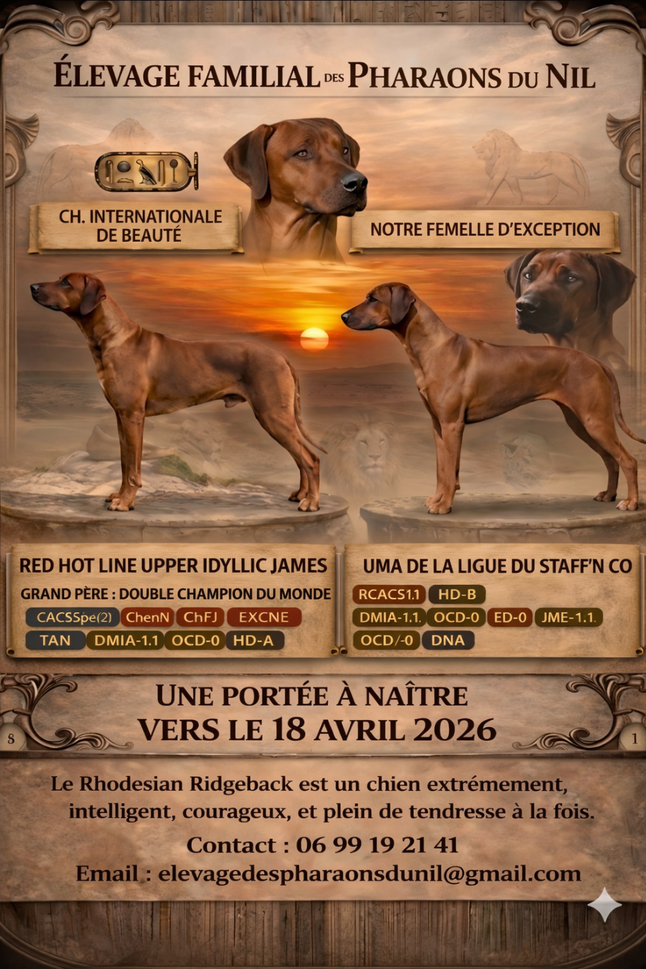 Portée à naître en avril 2026 - Lignées prestigieuses